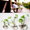 Globeo™ – Give Your Plants a Stylish New Home and Bring Your Walls to Life!