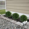 🌳UV Resistant Artificial Cedar Topiary Ball Tree