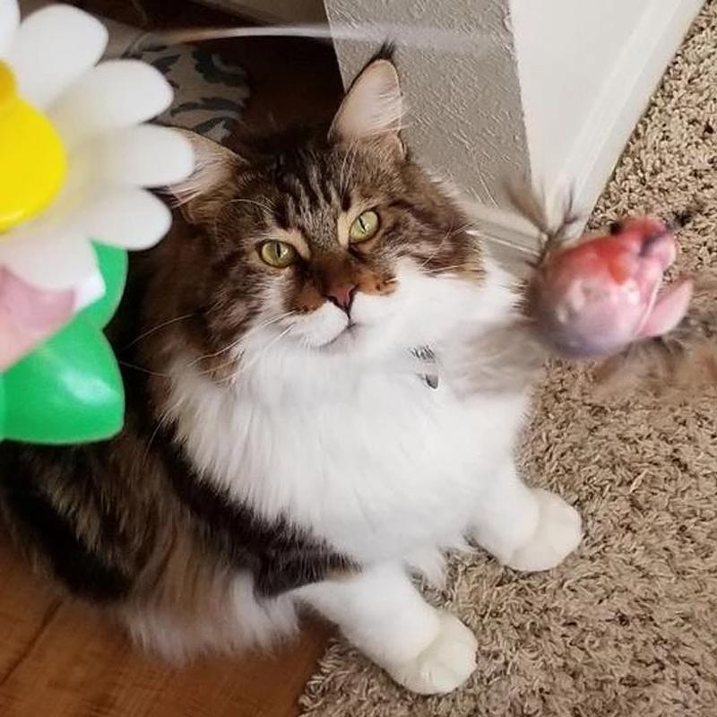 HappyCats | Interactive Bird Toy for Cats