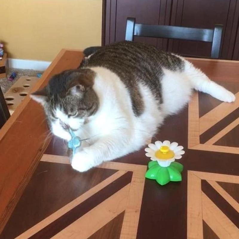 HappyCats | Interactive Bird Toy for Cats