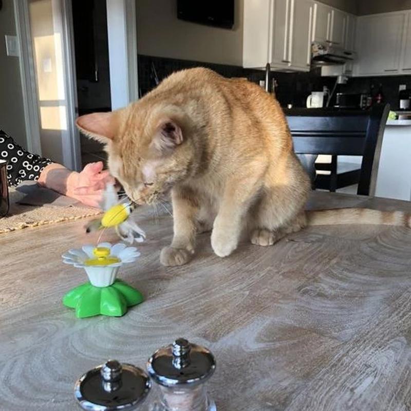 HappyCats | Interactive Bird Toy for Cats