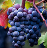 UltraVine™ - Super Size Grape Tree Seeds