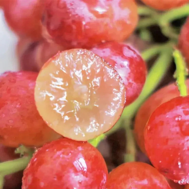 UltraVine™ - Super Size Grape Tree Seeds