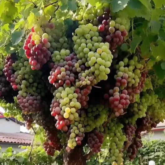 UltraVine™ - Super Size Grape Tree Seeds