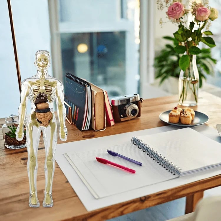 AnatoView – 3D Clear Body Structure Model