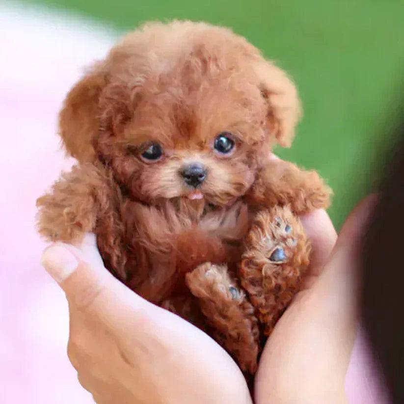 Nico™ | Realistic Robot Puppy🐶