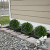 🌳UV Resistant Artificial Cedar Topiary Ball Tree