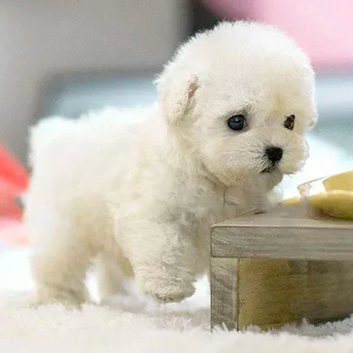 Nico™ | Realistic Robot Puppy🐶
