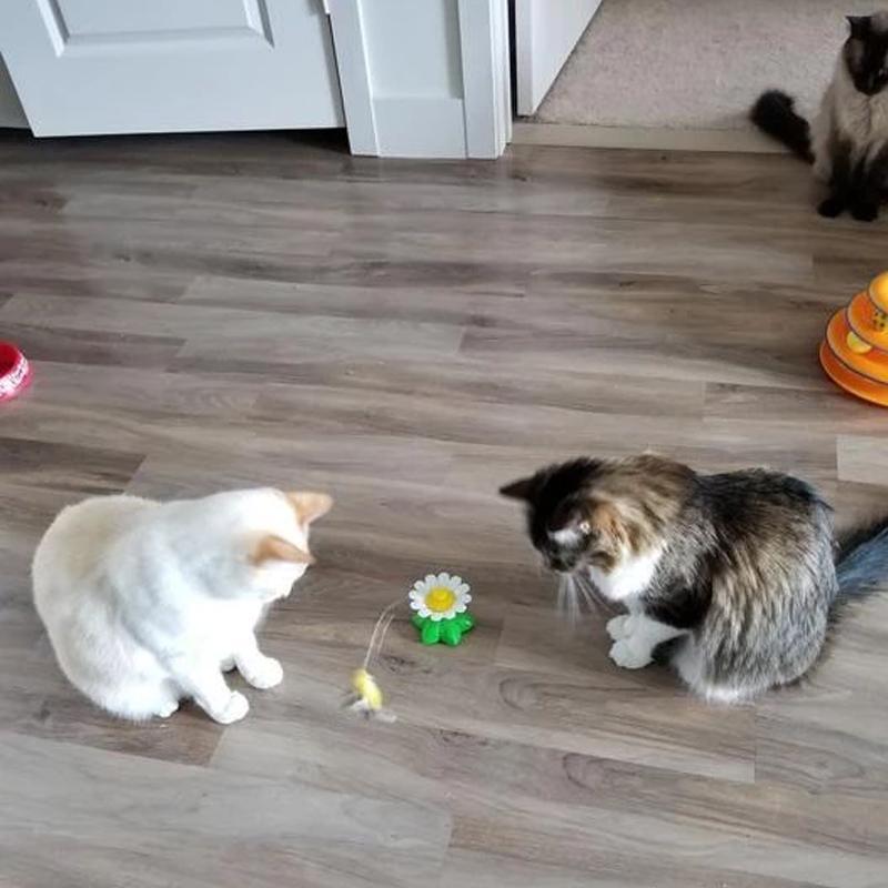 HappyCats | Interactive Bird Toy for Cats