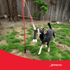TetherTug™ XL – Outdoor Tug Toy Kit for Dogs 70 lbs+