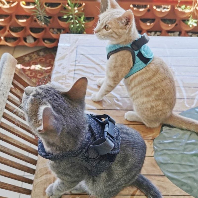 Câlinou™ | Safety and Comfort for Your Cat