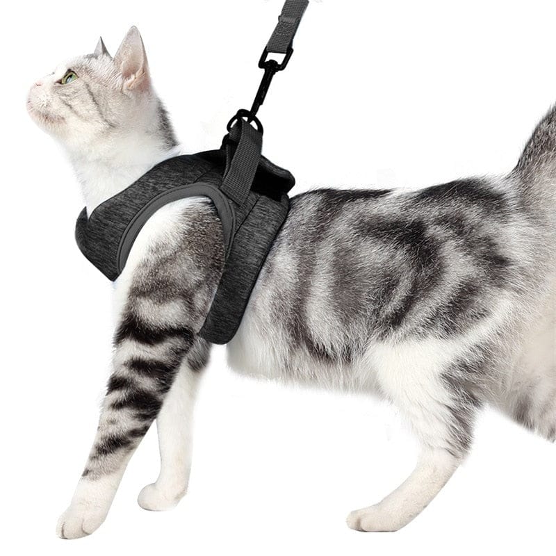 Câlinou™ | Safety and Comfort for Your Cat