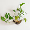 Globeo™ – Give Your Plants a Stylish New Home and Bring Your Walls to Life!