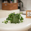 Happy Face Planter