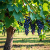 UltraVine™ - Super Size Grape Tree Seeds