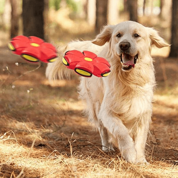 Interactive Flying Dog Toy 25$ TODAY ONLY