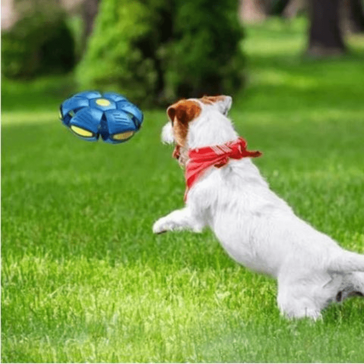 Interactive Flying Dog Toy 25$ TODAY ONLY