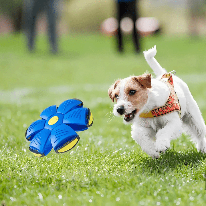 Interactive Flying Dog Toy 25$ TODAY ONLY