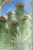 AirFloat - Captivating Hanging Air Plant Jellyfish